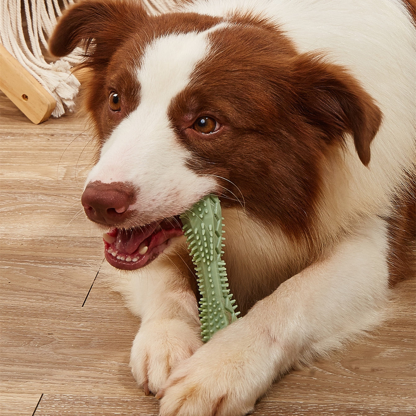 Tuggleksak för Hund – Tandvård & Aktivering