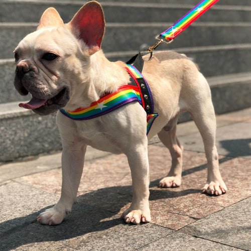 Regnbågsfärgad T-sele för Hund