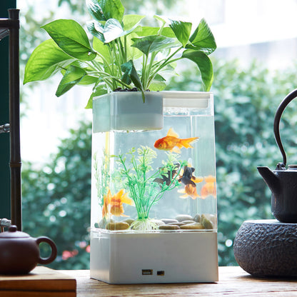 Skrivbordsakvarium med Växtodling