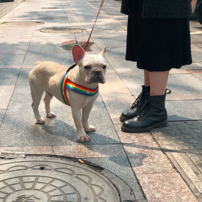 Regnbågsfärgad T-sele för Hund