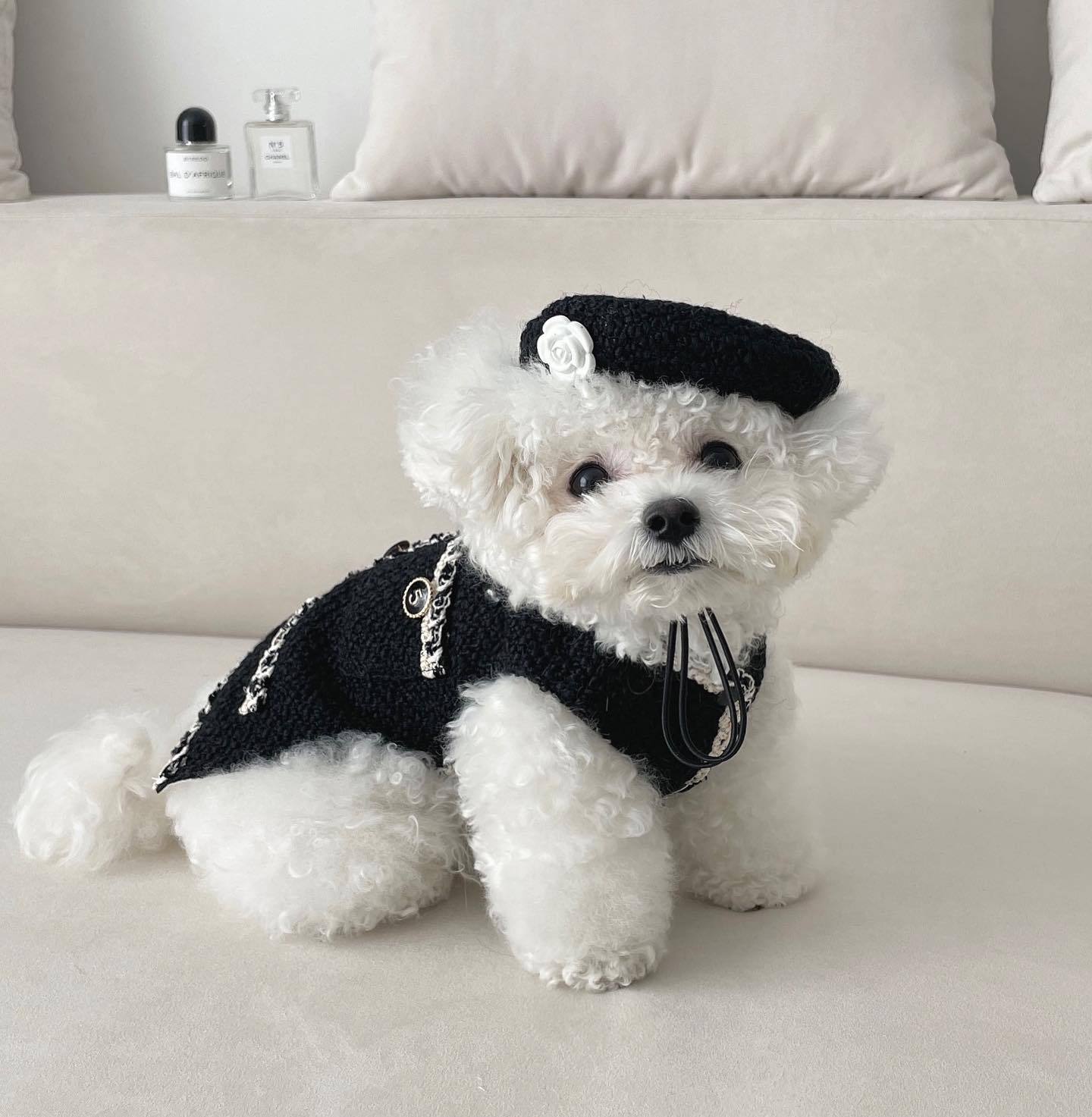 Stickad Hatt för Hund & Katt
