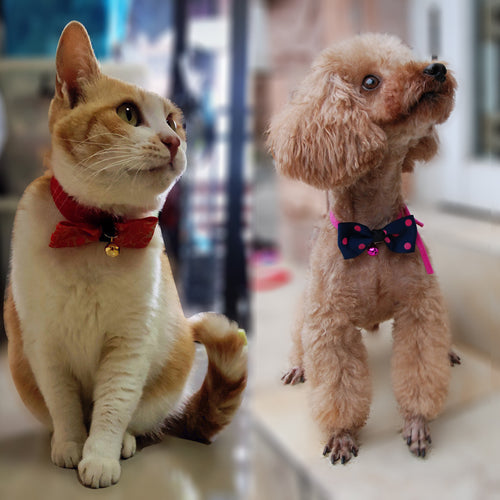 justerbar Fluga med Bjällra för Hund & Katt
