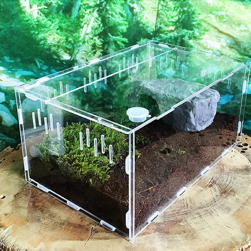 Akryl terrarium för Spindlar & Små Kräldjur