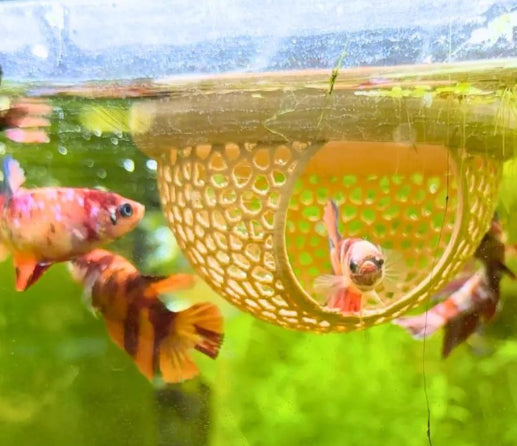Flytande Fiskgömma för Akvarium