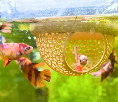 Flytande Fiskgömma för Akvarium
