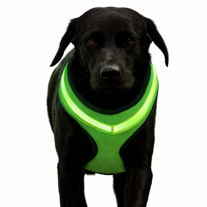 LED Hundsele – Säker Nattpromenad