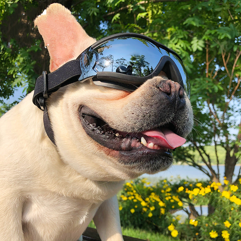 Skyddsglasögon för Hund