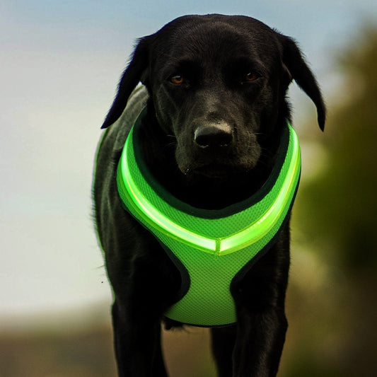 LED Hundsele – Säker Nattpromenad