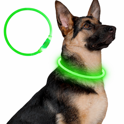 LED-Halsband för Hund
